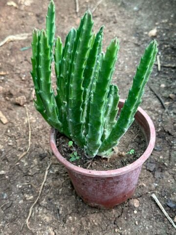 Saksıda Büyük Boy Leş Kaktüs (Çİçek Açar Durumda)