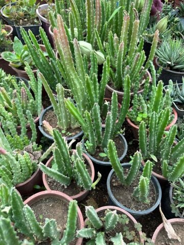 Saksıda Büyük Boy Leş Kaktüs (Çİçek Açar Durumda)