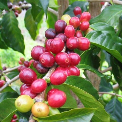 Sınırlı Sayıda Arabica Kahve Fidanı (Büyük Boy, Tüplü)