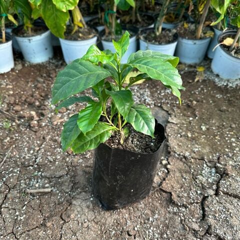Sınırlı Sayıda Arabica Kahve Fidanı (Büyük Boy, Tüplü)