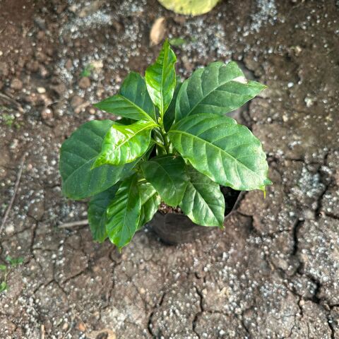 Sınırlı Sayıda Arabica Kahve Fidanı (Büyük Boy, Tüplü)