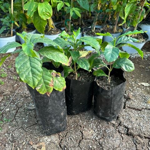 Sınırlı Sayıda Arabica Kahve Fidanı (Büyük Boy, Tüplü)