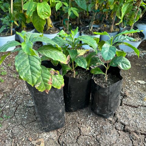 Sınırlı Sayıda Arabica Kahve Fidanı (Büyük Boy, Tüplü)