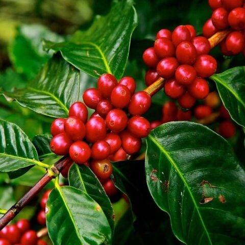 Sınırlı Sayıda Arabica Kahve Fidanı (Küçük Boy, Tüplü)