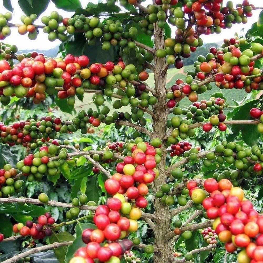 Sınırlı Sayıda Rabusta Kahve Fidanı (Büyük boy, Tüplü)