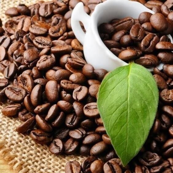 Sınırlı Sayıda Rabusta Kahve Fidanı (Küçük Boy, Tüplü)