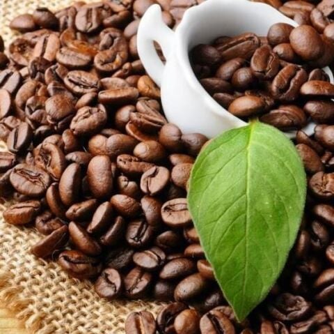 Sınırlı Sayıda Rabusta Kahve Fidanı (Küçük Boy, Tüplü)