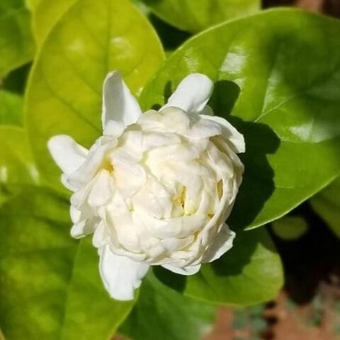 Saksıda Katmerli Full Çiçeği, Büyük Boy