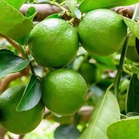 Ultra Bodur Süs Limonu Misket Lime, Saksıda ve Meyve Verir Yaşta)