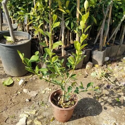 Ultra Bodur Süs Limonu Misket Lime, Saksıda ve Meyve Verir Yaşta)