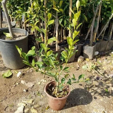 Ultra Bodur Süs Limonu Misket Lime, Saksıda ve Meyve Verir Yaşta)