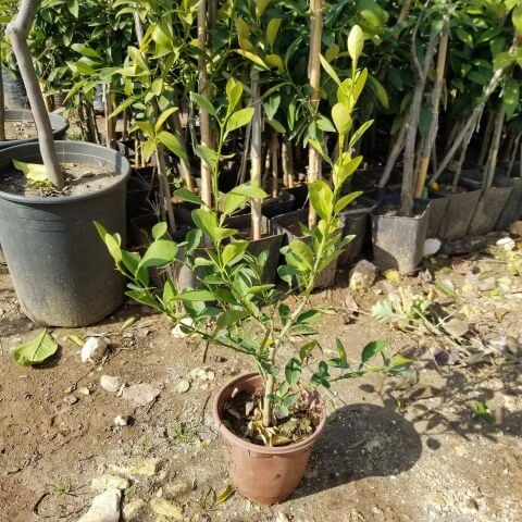 Ultra Bodur Süs Limonu Misket Lime, Saksıda ve Meyve Verir Yaşta)