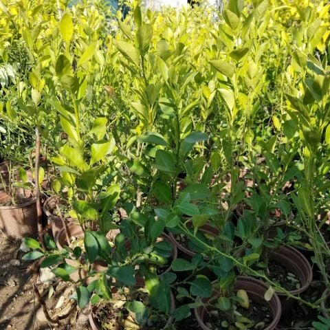 Ultra Bodur Süs Limonu Misket Lime, Saksıda ve Meyve Verir Yaşta)