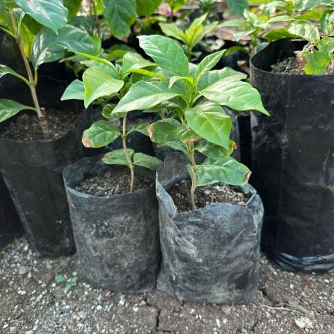 Sınırlı Üretim Maragogype Kahve Fidanı (Küçük Boy, Tüplü)