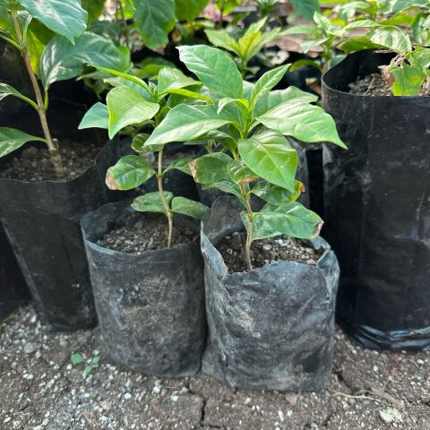 Sınırlı Üretim Maragogype Kahve Fidanı (Küçük Boy, Tüplü)