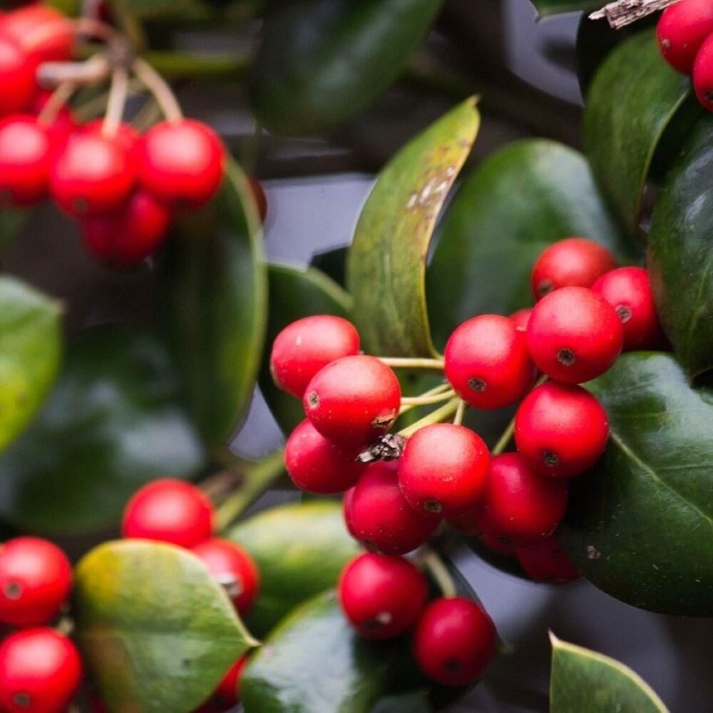 Sınırlı Üretim Maragogype Kahve Fidanı (Küçük Boy, Tüplü)