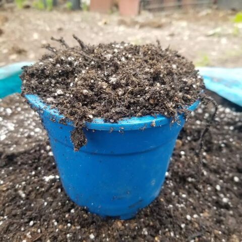 TANEMİX 2 LT(Litre) Toprak Karışımı (Tüm Bitkileriniz İçin)