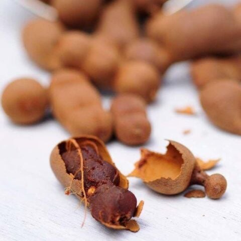 Tamarind (Tüplü) Demirhindi Fidanı (Hint Hurması)
