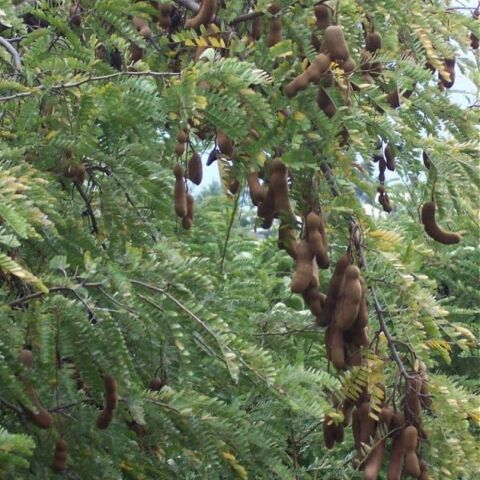 Tamarind (Tüplü) Demirhindi Fidanı (Hint Hurması)