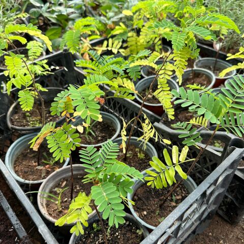 Tamarind (Tüplü) Demirhindi Fidanı (Hint Hurması)