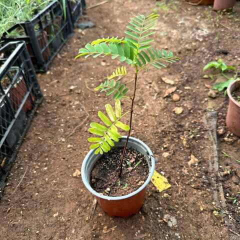 Tamarind (Tüplü) Demirhindi Fidanı (Hint Hurması)