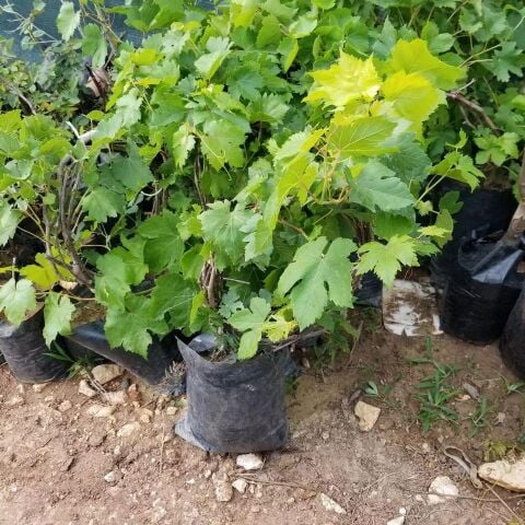 (2-4 Metre) Sarmaşık Çember Beyaz Sarı Üzüm Fidanı