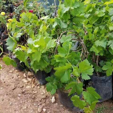 (2-4 Metre) Sarmaşık Çember Beyaz Sarı Üzüm Fidanı