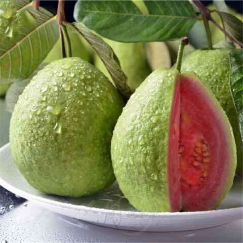 Meyve Verir Durumda Saksıda Guava Meyve Fidanı (Tüplü)