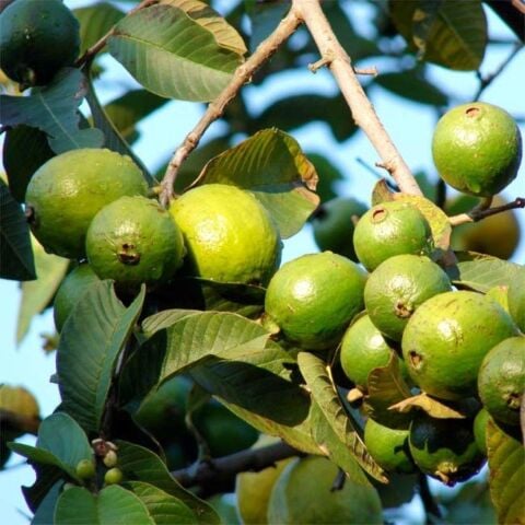 Meyve Verir Durumda Saksıda Guava Meyve Fidanı (Tüplü)
