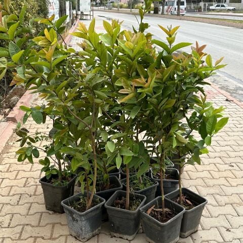 Meyve Verir Durumda Saksıda Guava Meyve Fidanı (Tüplü)