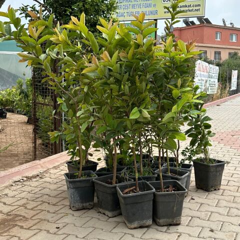 Meyve Verir Durumda Saksıda Guava Meyve Fidanı (Tüplü)