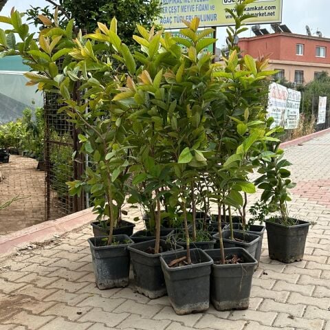 Meyve Verir Durumda Saksıda Guava Meyve Fidanı (Tüplü)