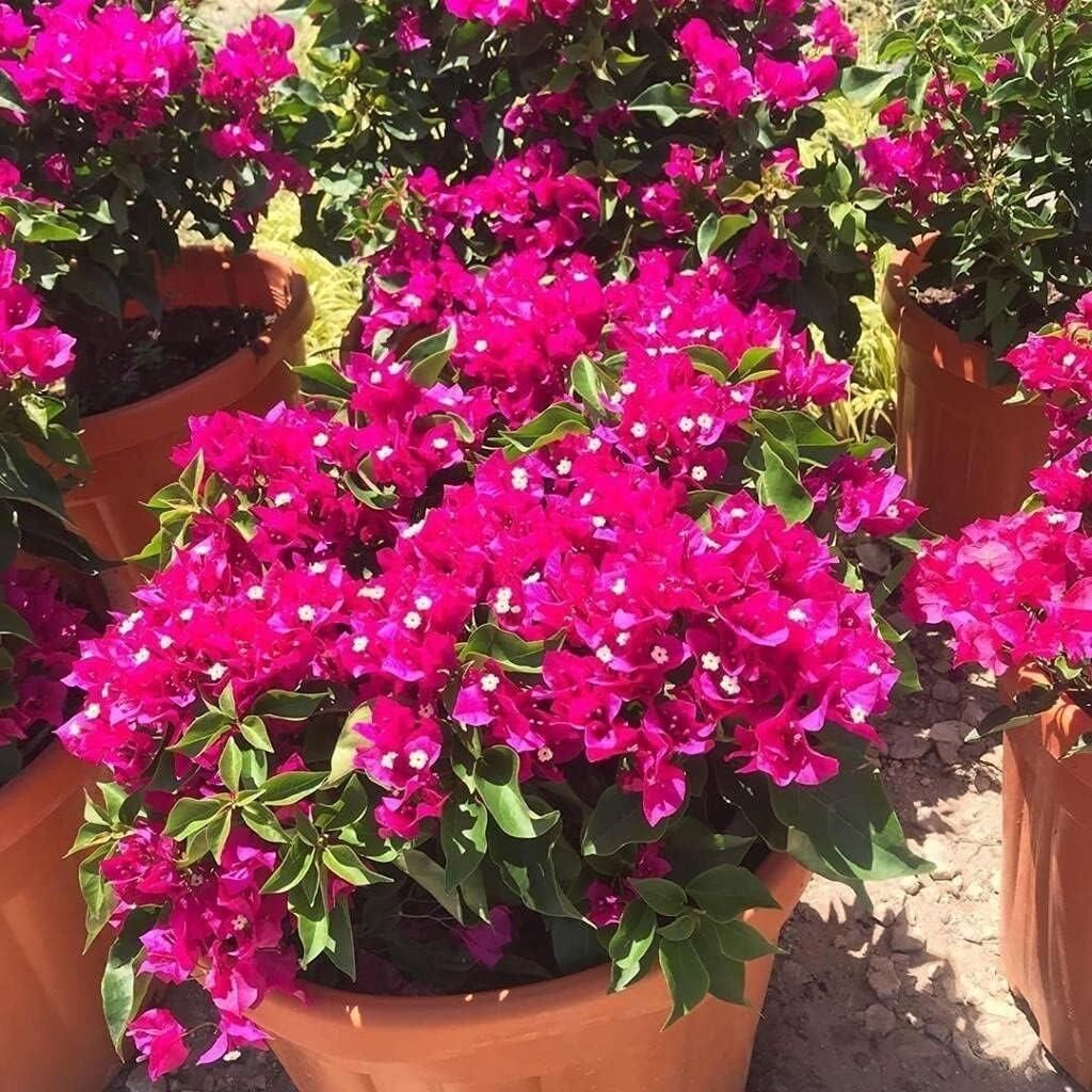 Bodur Begonvil Gelin Duvağı Fidesi (Bodrum Çiçeği)