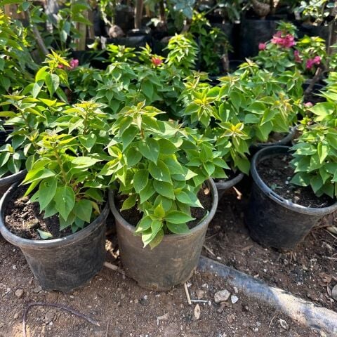 Bodur Begonvil Gelin Duvağı Fidesi (Bodrum Çiçeği)