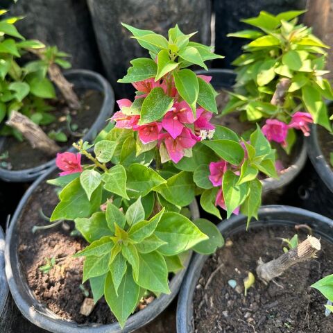 Bodur Begonvil Gelin Duvağı Fidesi (Bodrum Çiçeği)