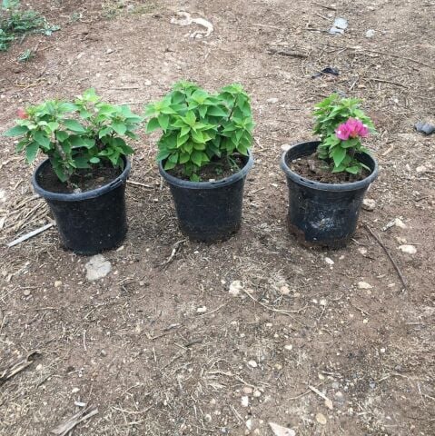 Bodur Begonvil Gelin Duvağı Fidesi (Bodrum Çiçeği)