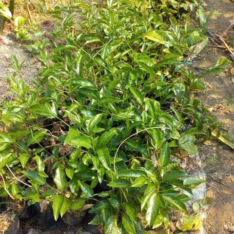 Sarı Meyveli Çarkıfelek Passiflora Edulis PANAMA GOLD, Maruçya