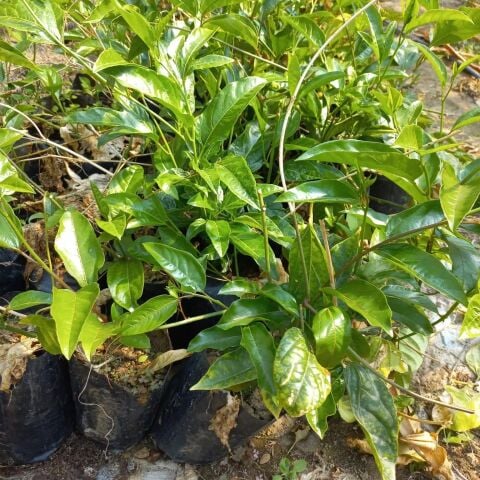 Sarı Meyveli Çarkıfelek Passiflora Edulis PANAMA GOLD, Maruçya