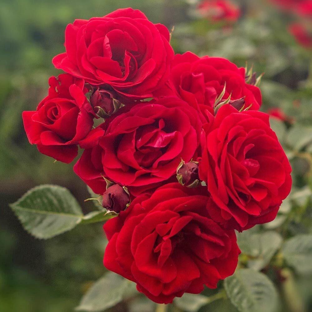 Tüplü ve Aşılı Kırmızı Gül Fidanı (Kök Yaşı 3)