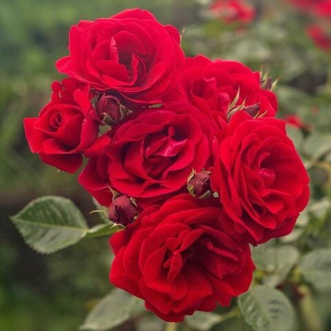 Tüplü ve Aşılı Kırmızı Gül Fidanı (Kök Yaşı 3)