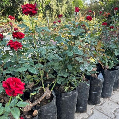 Tüplü ve Aşılı Kırmızı Gül Fidanı (Kök Yaşı 3)