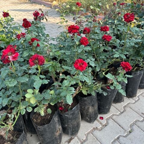 Tüplü ve Aşılı Kırmızı Gül Fidanı (Kök Yaşı 3)