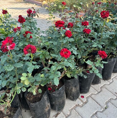 Tüplü ve Aşılı Kırmızı Gül Fidanı (Kök Yaşı 3)