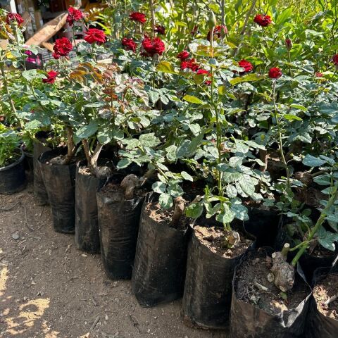 Tüplü ve Aşılı Kırmızı Gül Fidanı (Kök Yaşı 3)