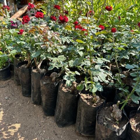Tüplü ve Aşılı Kırmızı Gül Fidanı (Kök Yaşı 3)