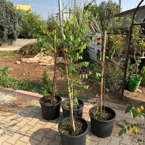 20 Lt Saksıda Meyve Verir Durumda Carambola (Yıldız Meyvesi) Fidanı