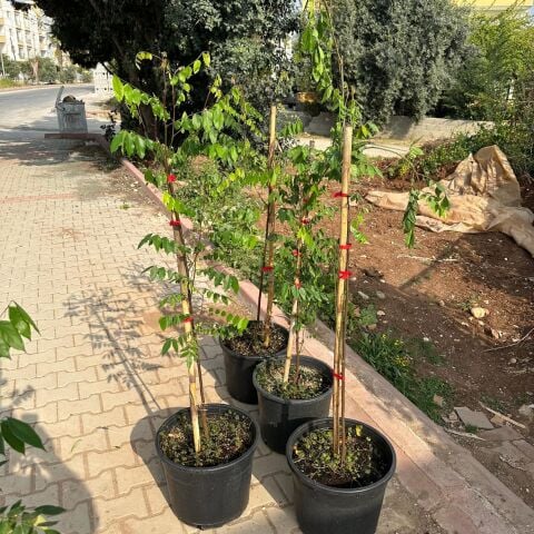 20 Lt Saksıda Meyve Verir Durumda Carambola (Yıldız Meyvesi) Fidanı