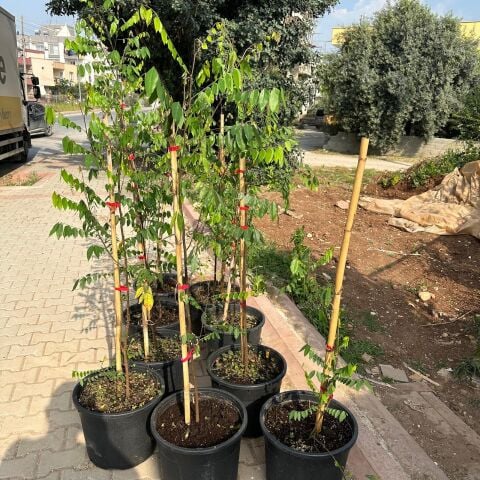 20 Lt Saksıda Meyve Verir Durumda Carambola (Yıldız Meyvesi) Fidanı