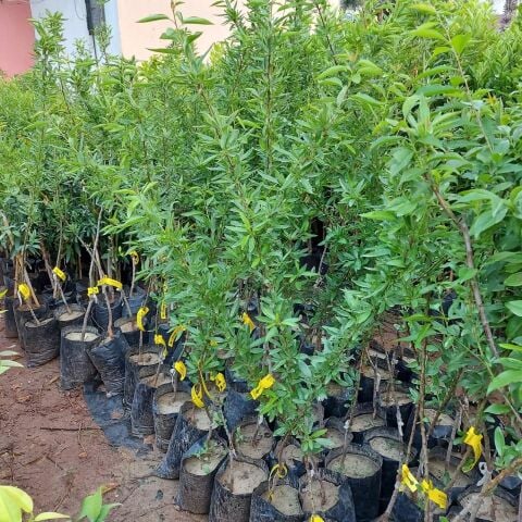 3 Yaş Aşılı Teksas Texas Badem Fidanı, Torbalı