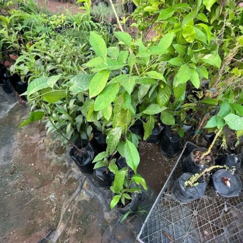 Black Sapote (Tüplü Çikolata Meyvesi) Fidanı